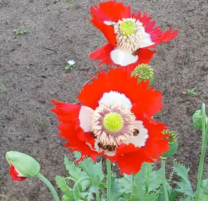 Pat 06 Onbewerkte papavers